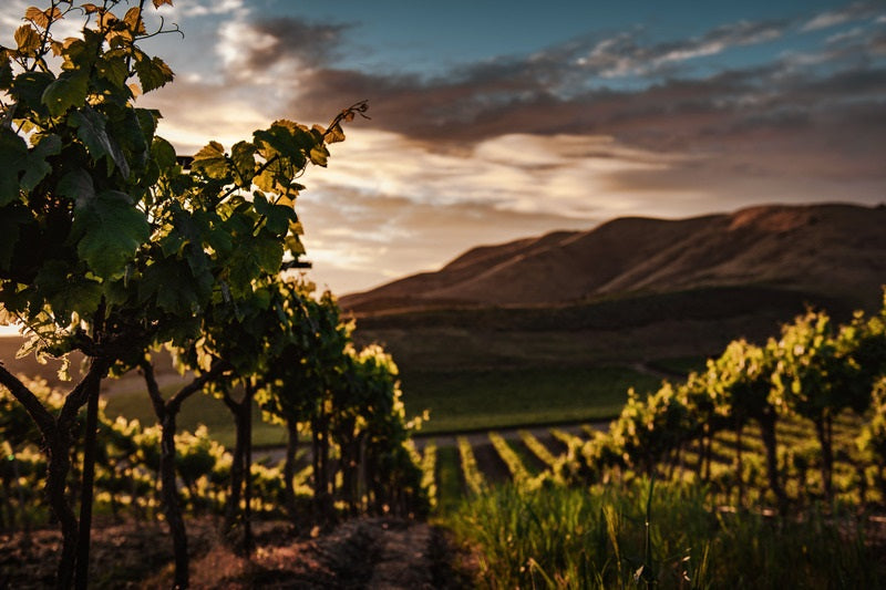 Virtual Tasting Events
