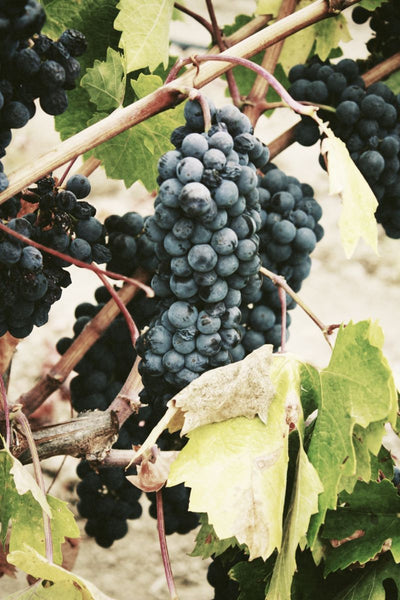 Case: Old Friends Case - Caviste Wine