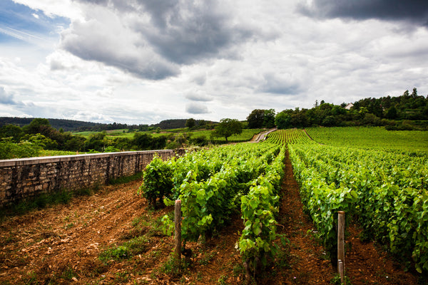 Caviste Burgundy Festival