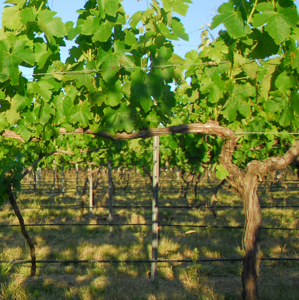 Victoria Wine Week: Lethbridge Wines with Ray Nadeson