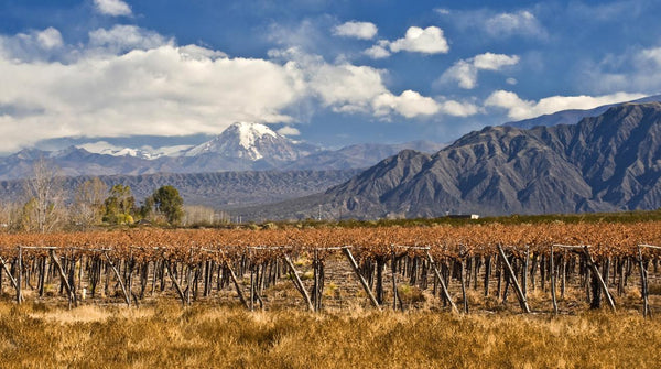 South American Wine Tasting & Dinner - Caviste