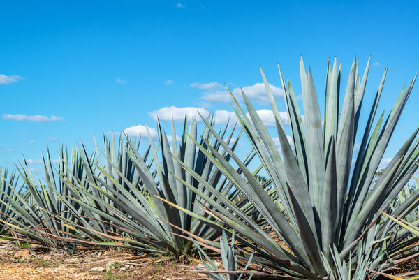 The Smoky Showdown - Mezcal vs Whisky