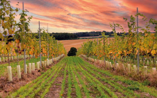 Penn Croft Tasting - the new star of English Wine