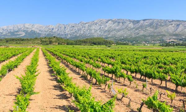 Welcome to Spring Rosé Virtual Tasting