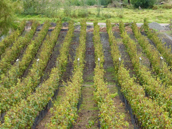 South African Wine Tasting & Dinner - Caviste