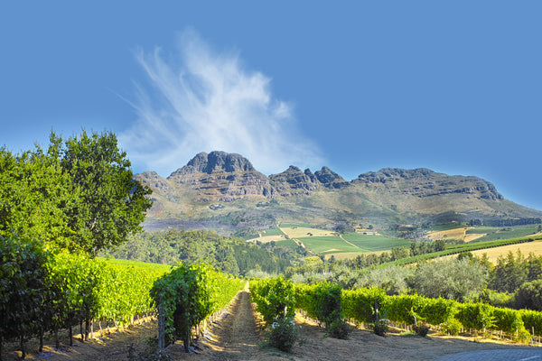 Case: South African Adventure Mixed Case - Caviste Wine