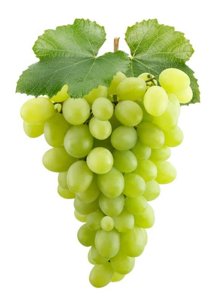 Bottle of 2016 Bourgogne Blanc, Domaine Fournillon, Burgundy, France - Caviste Wine