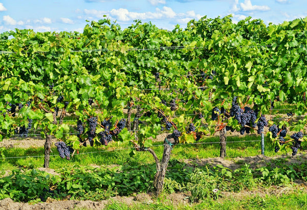 Case: Fabulous February Mixed Case - Caviste Wine