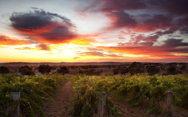 Aussie Wonder - Hobbs Vintners Wine Tasting