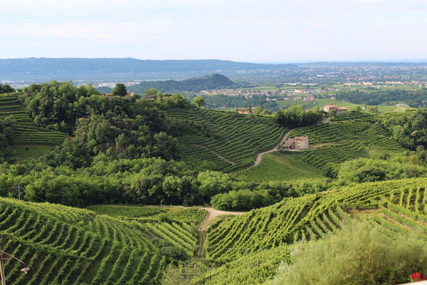 An Italian Tour - Fine Wine Zoom Tasting