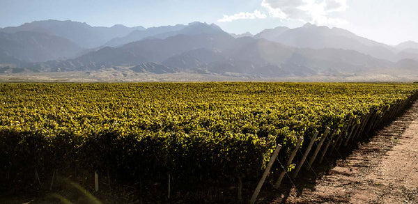 Steak & Malbec Wine Dinner - Caviste