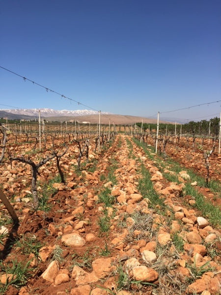 Massaya Zoom Wine Tasting