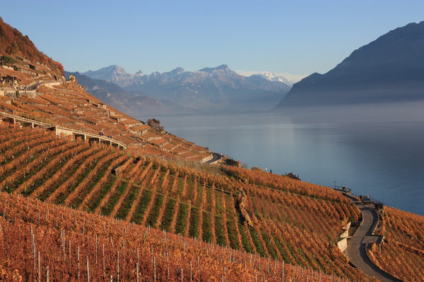 Newlyns Alpine Adventure Wine Tasting