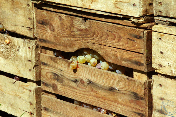 Case: Adventure Mixed Case - Caviste Wine
